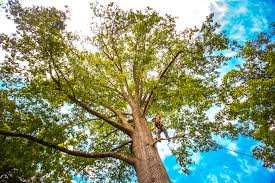 Best Root Management and Removal  in Knox, PA