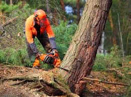 Best Tree Disease Treatment  in Knox, PA