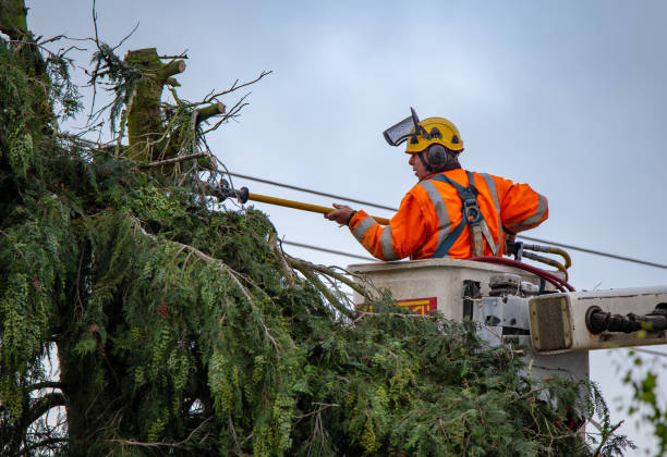 How Our Tree Care Process Works  in  Knox, PA