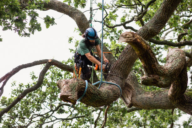 Best Tree Cabling and Bracing  in Knox, PA