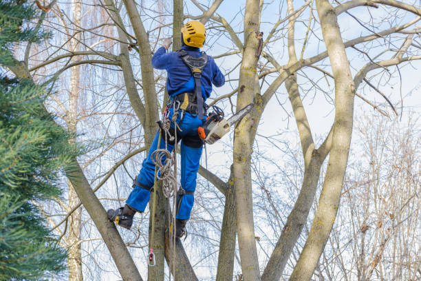 Best Tree Mulching  in Knox, PA