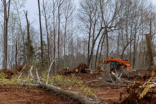 Trusted Knox, PA Tree Care Experts