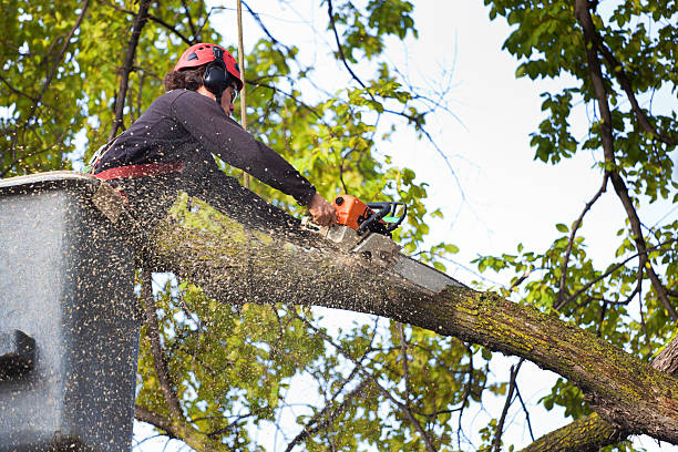 Best Lawn Watering Services  in Knox, PA