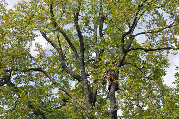 Best Firewood Processing and Delivery  in Knox, PA